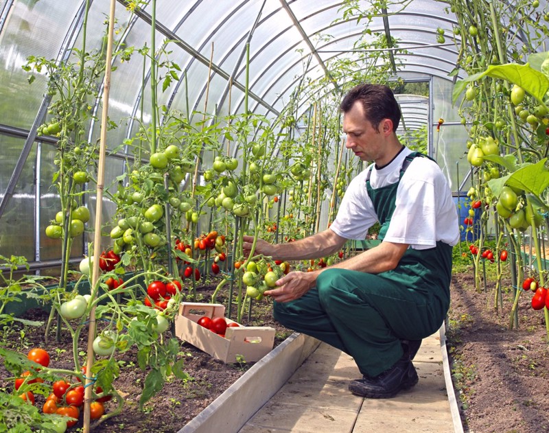 Agricultura in vremea coronavirusului